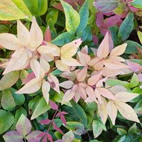 Nandina domestica 'Sunset Boulevard'